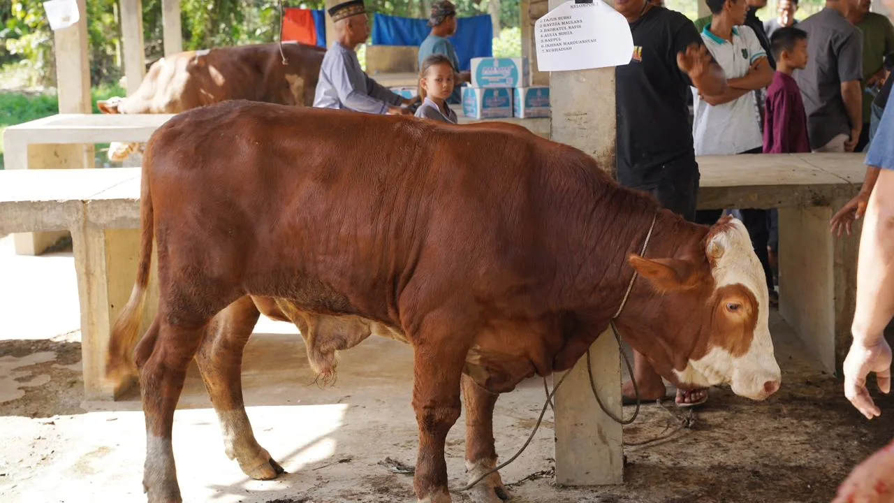 Semangat Kurban untuk Pemulihan Bencana, PTC Salurkan 1,8 Ton Daging Sapi bagi 1.400 KK di Aceh Tamiang